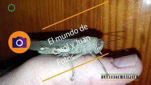 ⚫Langosta egipcia Anacridium aegyptium 24-01-2025