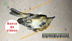 🟣Mosquitero común muerto por impacto en un cristal de oficina 09 febrero 2024