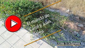🔴Flora: La alcaparra 8 agosto 2024