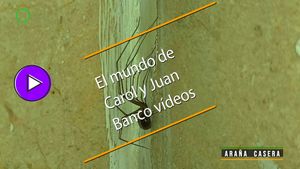 🟣 Araña casera 18062025
