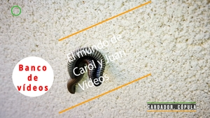 🟣 Cardador. Cópula 3 octubre 2021