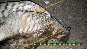 🔴 Gavilán muerto por causas desconocidas 15 febrero 2024