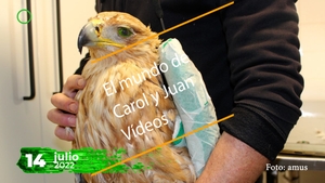 🔴 Aves. Un Águila imperial y un motivo más para la esperanza 14jul22