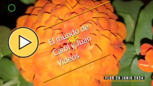 🟣Flor 29 junio 2024