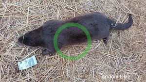 Hallan muerta una nutria europea en la ribera del Ebro a su paso por Puentelarrá, en Lantarón (Álava
