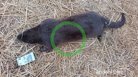 Hallan muerta una nutria europea en la ribera del Ebro a su paso por Puentelarrá, en Lantarón (Álava