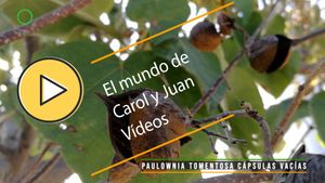 🟣 Paulownia tomentosa cápsulas vacías y cápsulas inmaduras 15 septiembre 2023