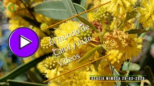 🟣Acacia mimosa 26-03-2025