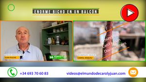 🔴Enorme bicho en un balcón 26082025