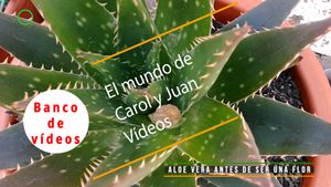 🟣Aloe vera antes de ser una flor 8 mayo 2024