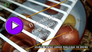 🟣Araña doméstica de patas largas pholcidae en cocina