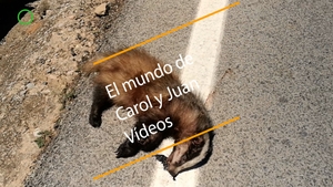 🔴 Tejón muerto por atropello en Valencia 26 mayo 2022