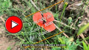 🔴 Abeja melífera polinizando amapola oblonga 14042025