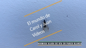 🔴 Hormiga alada de día en pared blanca 19 noviembre 2023
