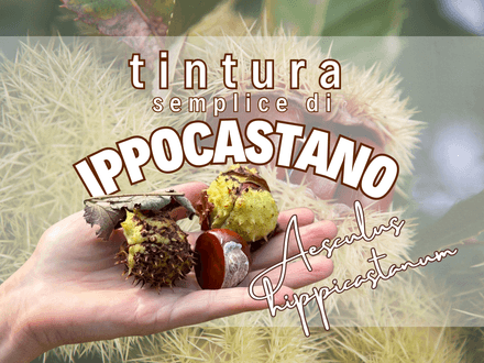 Tintura semplice di Ippocastano: guida completa 