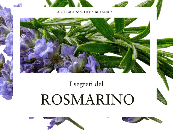 Rosmarino: Guida al Riconoscimento e Scheda Botanica (Estratto Gratuito)