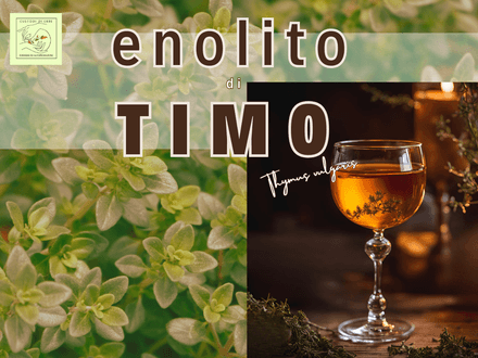 Enolito di Timo: ricetta completa per un potente elisir di salute fai da te!