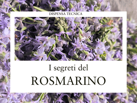 Rosmarino: pianta della memoria e della vitalità