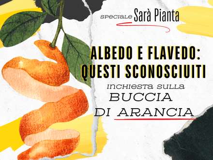 Albedo e flavedo: questi sconosciuti! Bibliografia e sitografia completi