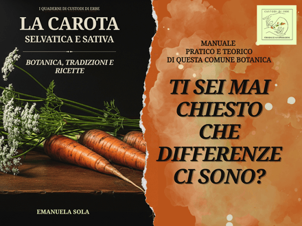 La Carota: selvatica e coltivata 