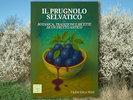 Il prugnolo selvatico: botanica, tradizioni e ricette di un frutto antico.