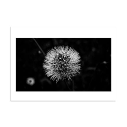 Dandelion