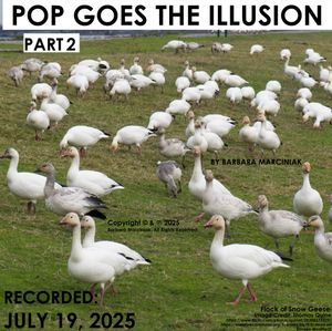 POP GOES THE ILLUSION - PART 2