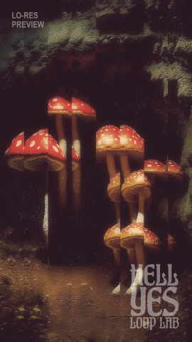 Loop #165 – Mushrooms and Acid