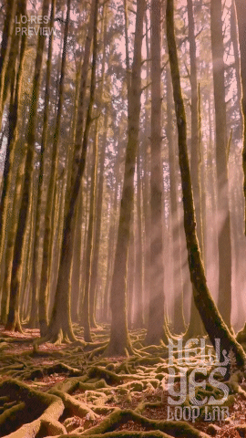 Loop #163 – Morning Sun