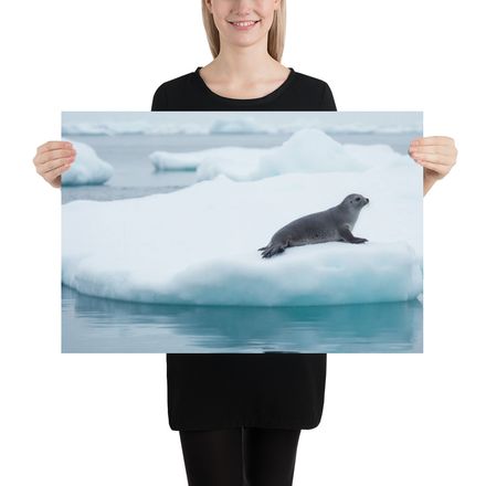 Icy Repose: Seal on a Drifting Iceberg