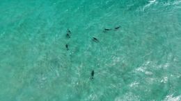 Dolphins Off The Coast of Somalia