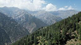 Mountains &amp; Pine Trees in Afghanistan