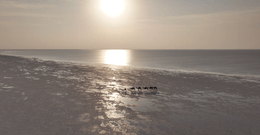 Camels Walking on Salt Lake in Ethiopia