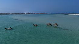 Camels Wading in Bay in Somalia