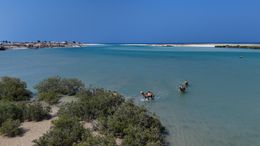 Camels Walking In Water Near Xaabbo Somalia