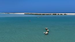 Camels Wading Through Coastal Bay