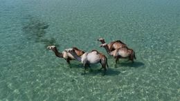 Camels Relaxing in Water in Somalia