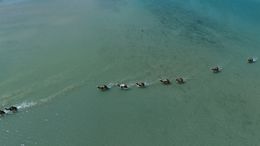 Camels Walking Through Sea Inlet