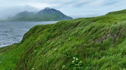 Grassy Coastal Slope in Alaska