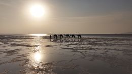 Camels Walking on Salt Lake in Ethiopia During Sunrise