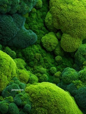 Soft Botanical Moss Landscape – Deep Green Organic Texture