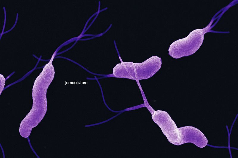 Colorized SEM Image of Helicobacter Pylori with Flagella on Dark Background