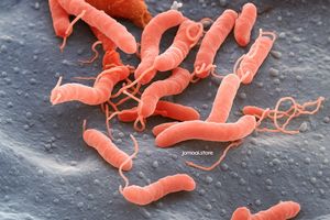 Colorized Electron Micrograph of Helicobacter Pylori Bacteria on Gastric Surface