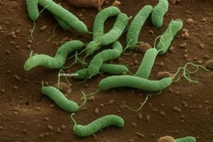 Colorized SEM Image of Helicobacter Pylori Bacteria Cluster on Stomach Lining