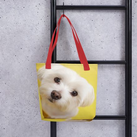 Little Luminary: Maltese in Sunlight