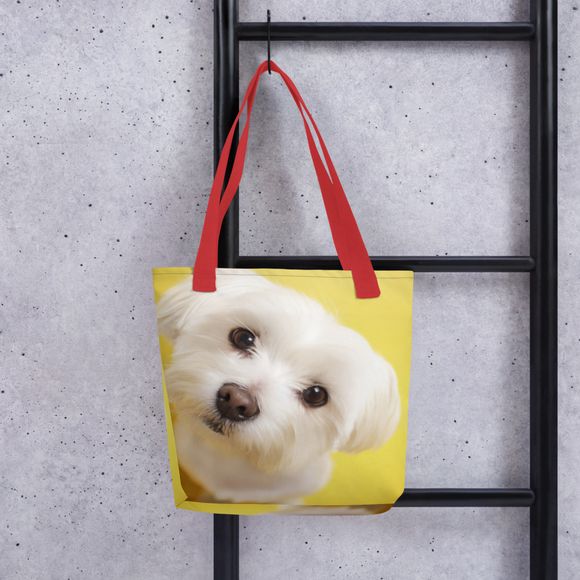 Little Luminary: Maltese in Sunlight