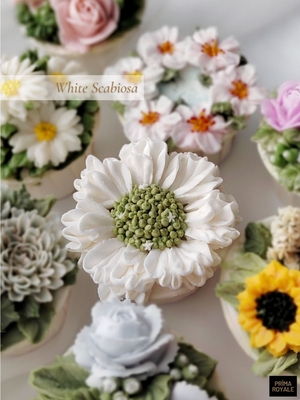 White Scabiosa (downloadable)