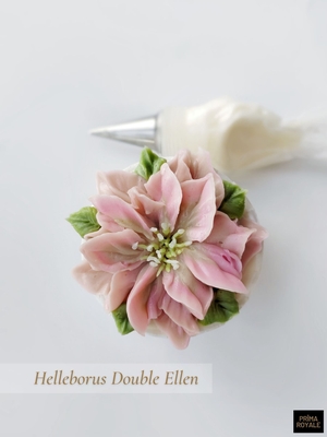 Helleborus Double Ellen (downloadable)