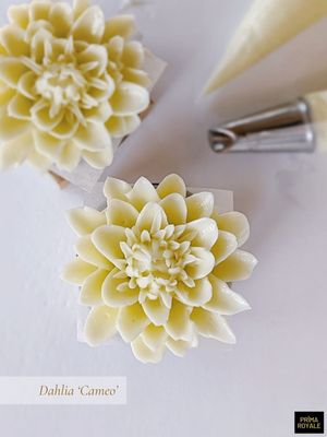 Dahlia &#x27;Cameo&#x27; (downloadable)