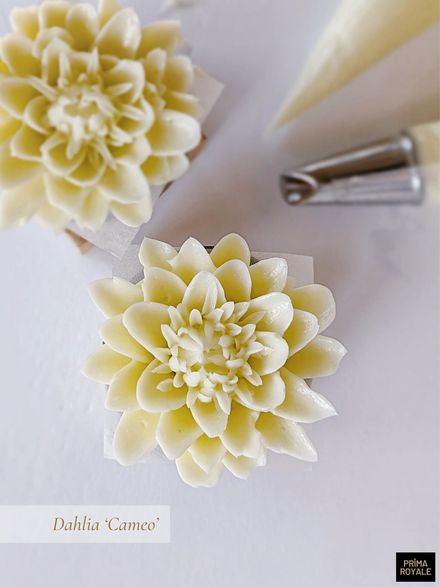 Dahlia &#x27;Cameo&#x27; (downloadable)